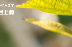 开云体育登录-世界杯焦点战与国内篮球反差，当美加墨成为世界中心，上海队为何遭遇火箭式碾压？