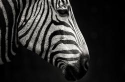 开云体育在线-孔德一剑封喉！阿尔及利亚斩落尼日利亚，关键先生改写北非足球历史