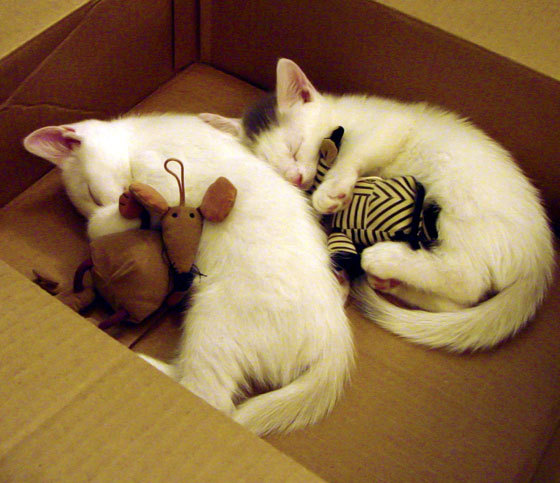 国王终结黄蜂，西甲国家德比焦点战中的王朝更迭