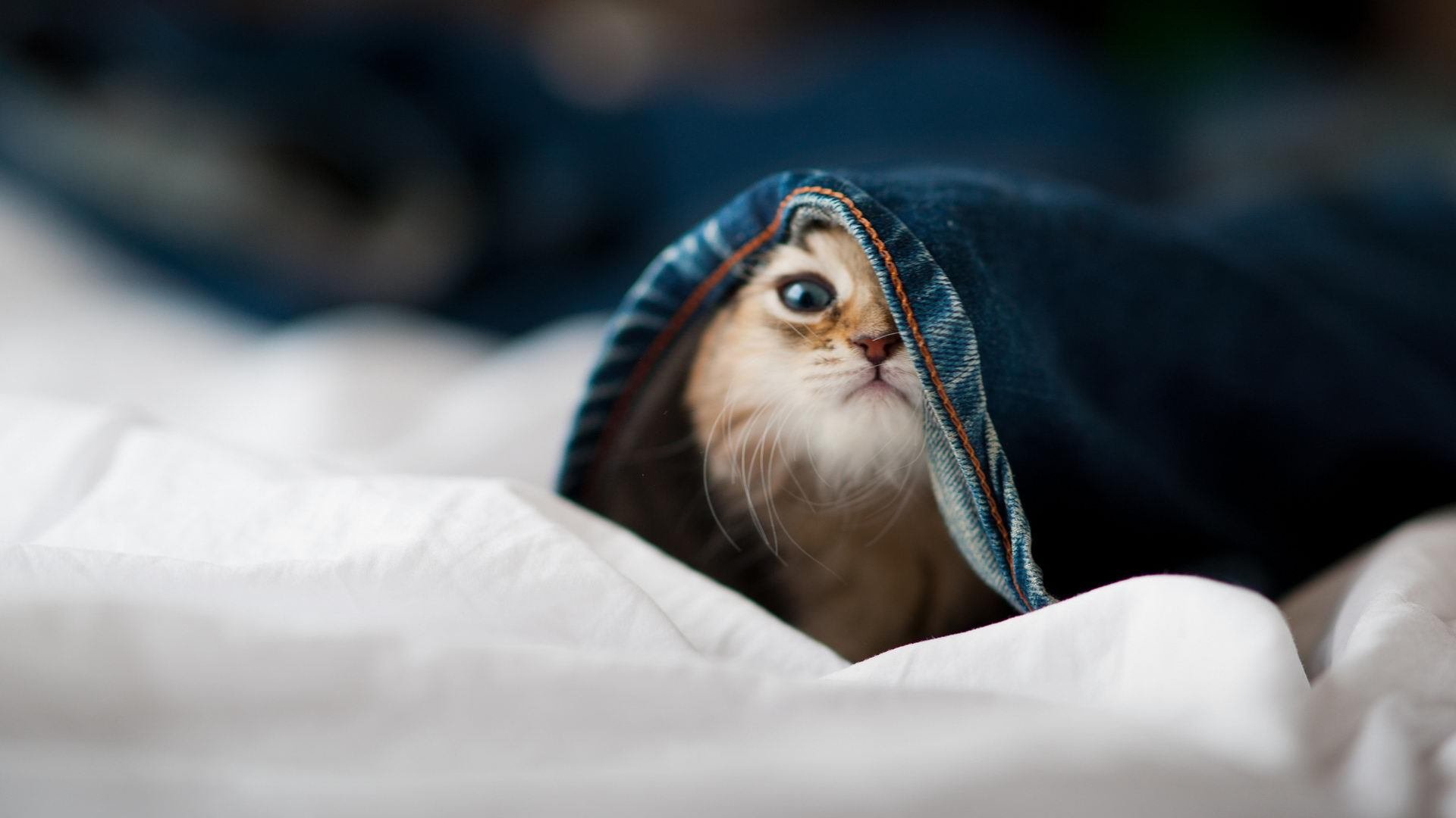 颠覆与新生，迪亚斯在美加墨世界杯的传奇一夜，西班牙如何掀翻墨西哥王朝